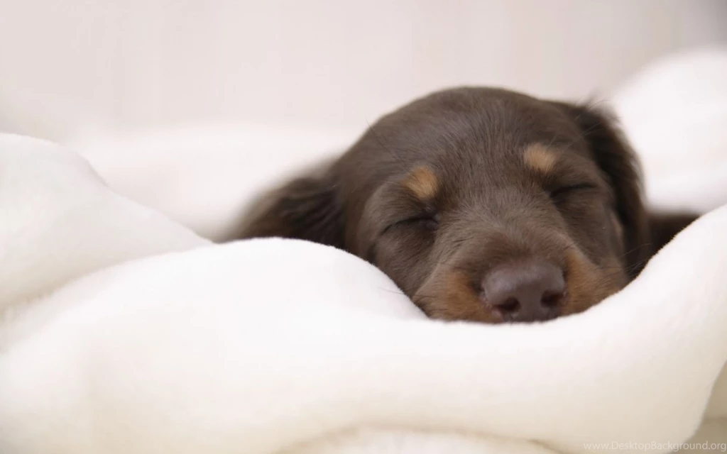Miniature_dachshund_wallpaper_dogs_animals_wallpaper_1440_900_widescreen_310.jpg
