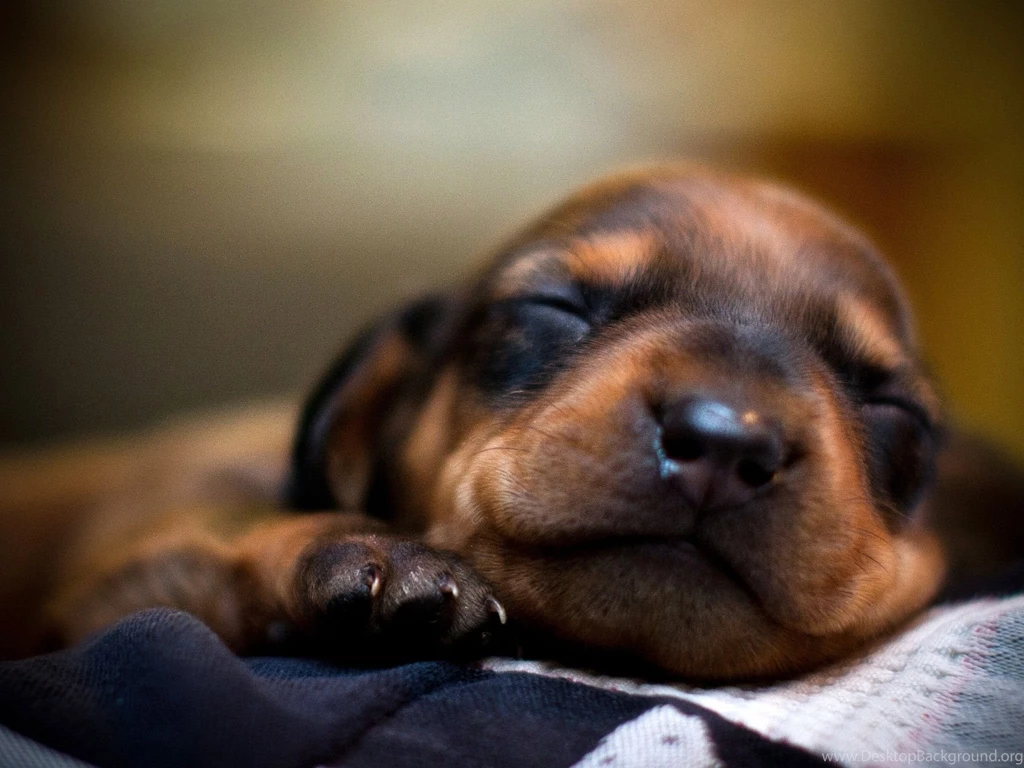 Dachshund Desktop Pictures