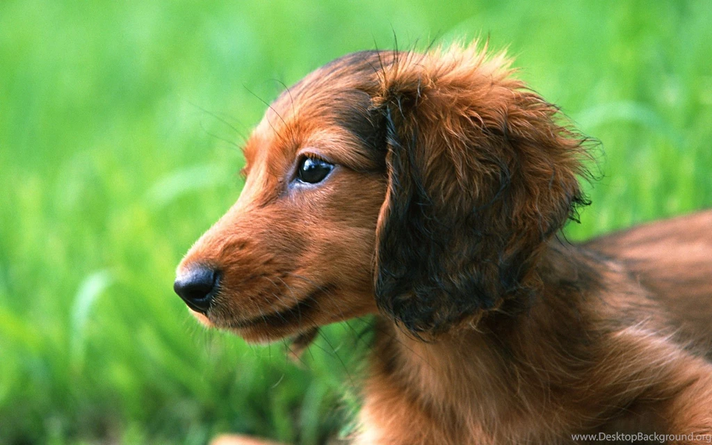 Miniature Dachshund Puppies Wallpapers Puppy Dachshund 1920x1200 ...
