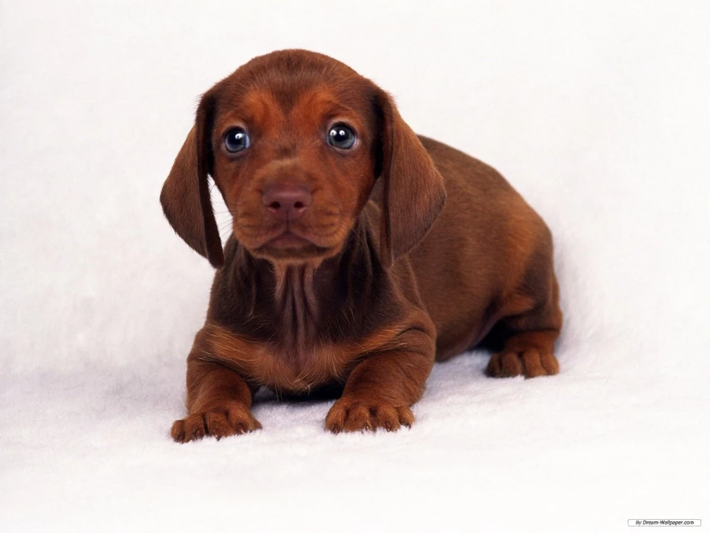 Free Wallpapers Free Animal Wallpapers Miniature Dachshund ...