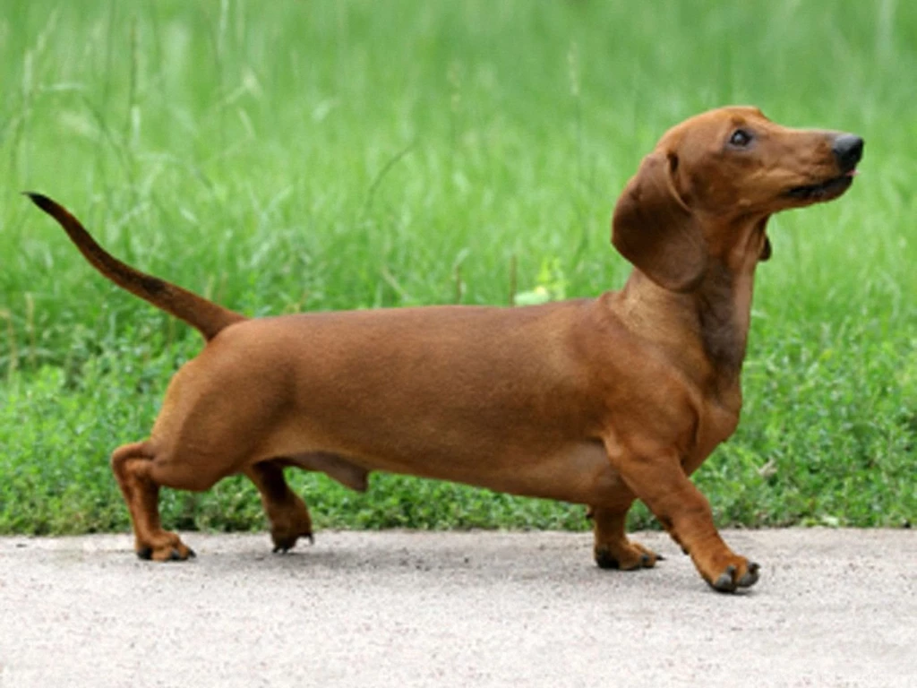 Dachshund Funny Wallpapers,Dachshund Wallpapers & Pictures Free ...