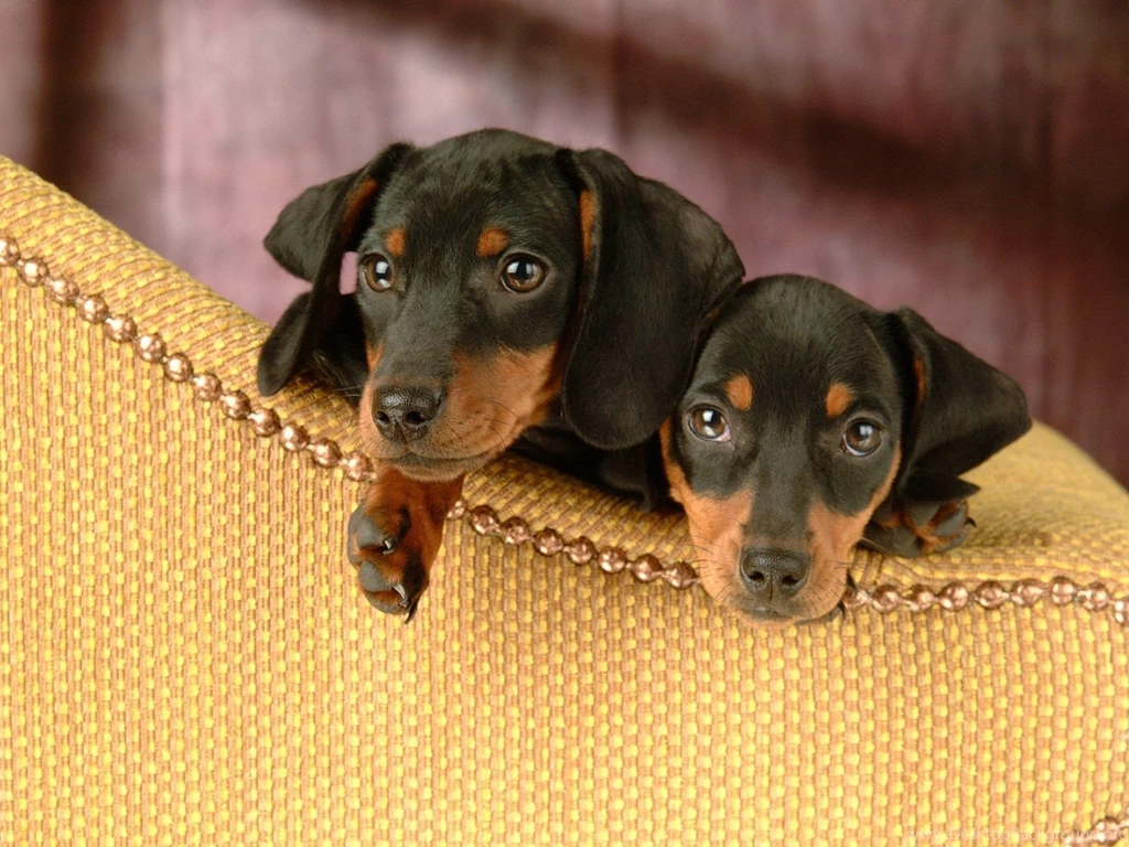 Dachshund dachshund miniatura foto.jpg M5x.eu