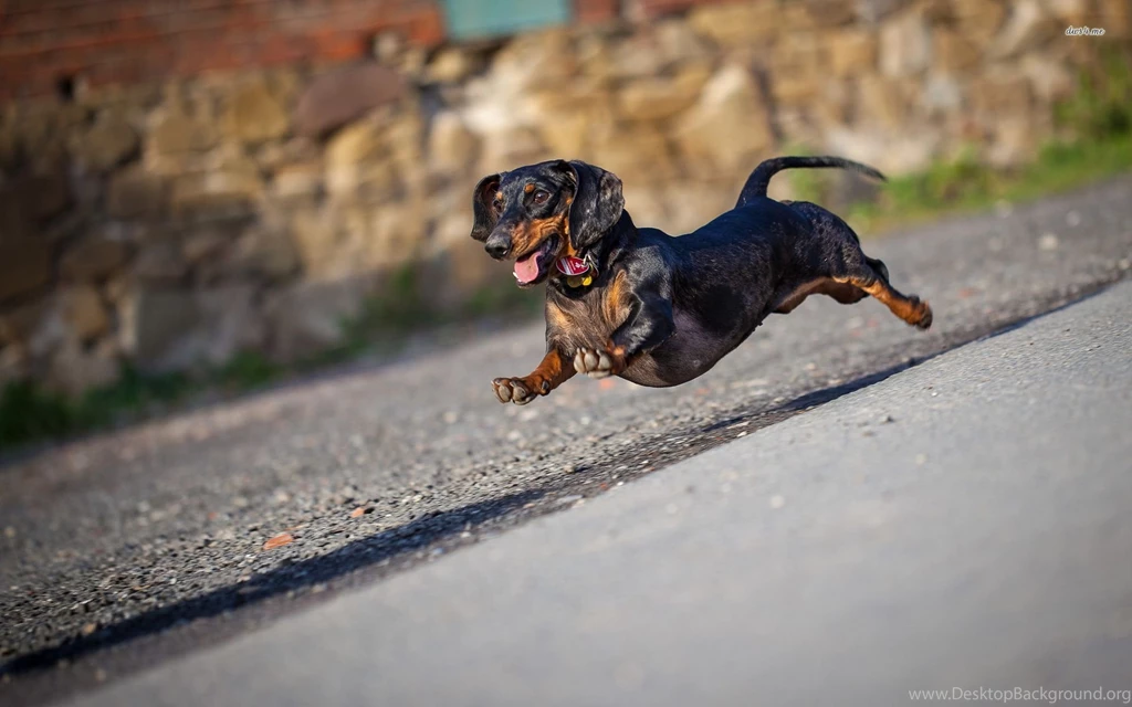Dachshund Running Wallpapers Animal Wallpapers