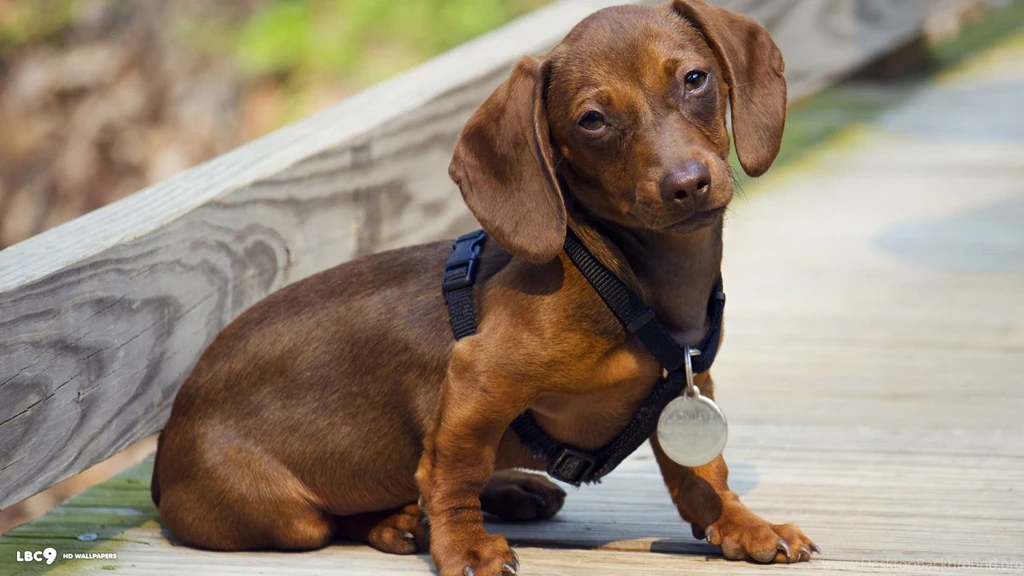 Dachshund Wallpapers 2/6