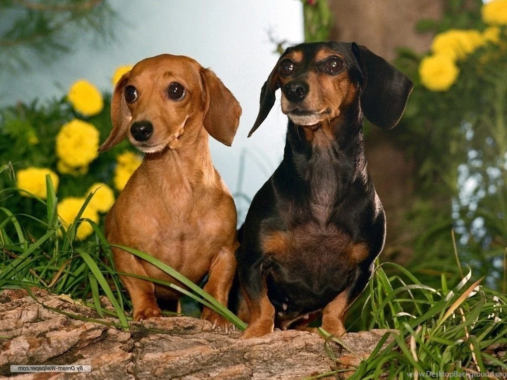 Dachshund Dogs Pictures For Your Project On Animal Picture Society