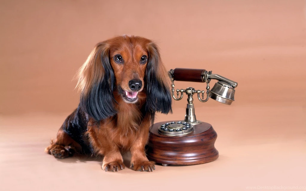 Miniature Dachshund Puppies Wallpapers Puppy Dachshund 1920x1200 ...