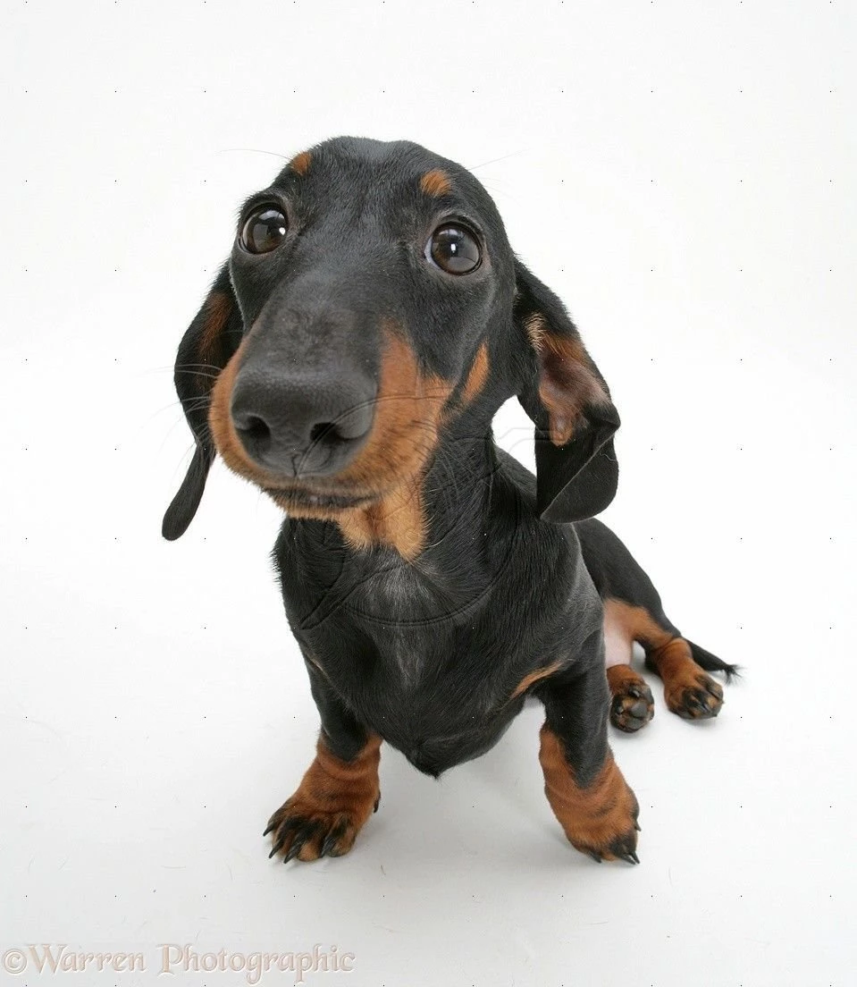 Black Dachshund Wallpaper, Wallpaper, Black Dachshund Wallpapers Hd ...