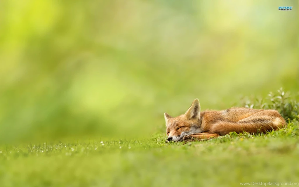 Fox Wallpapers Funny Wallpapers