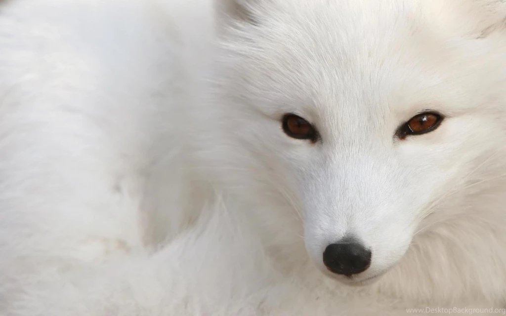 47 Arctic Fox HD Wallpapers