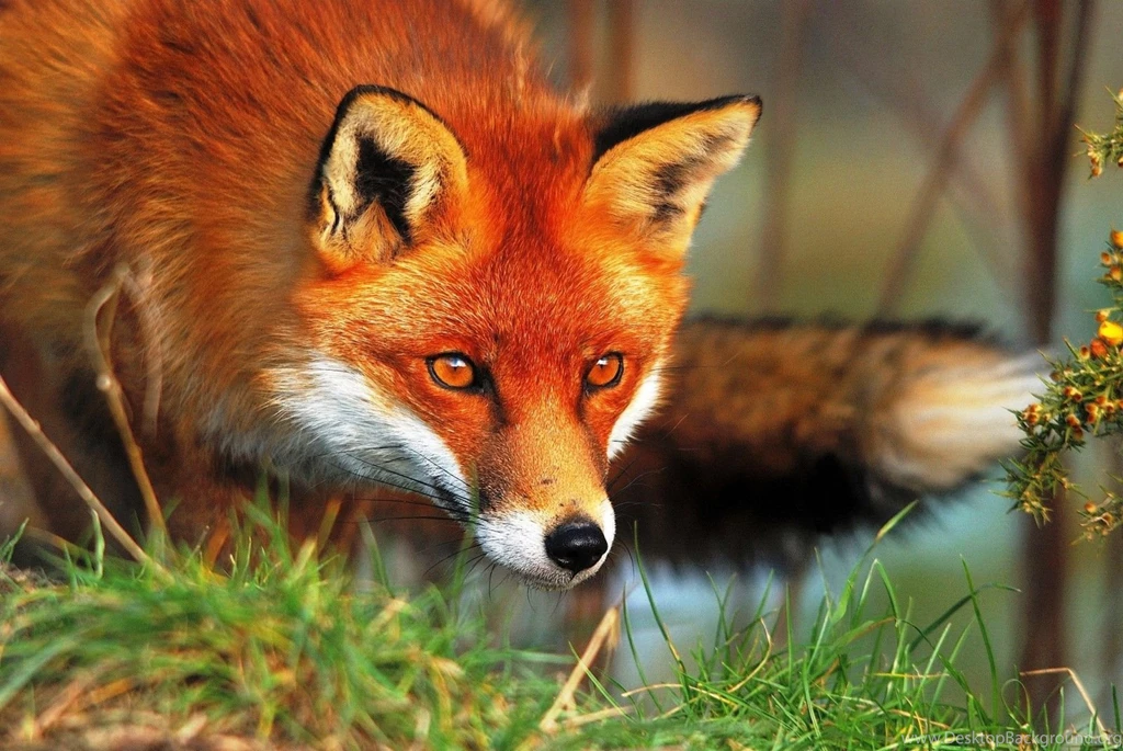 Grey fox