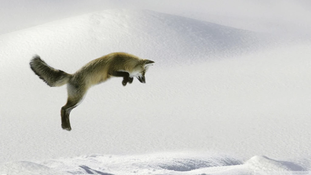 Wallpapers Foxes Youth Red Fox Vulpes Fulva Leaping For Vole Hd ...