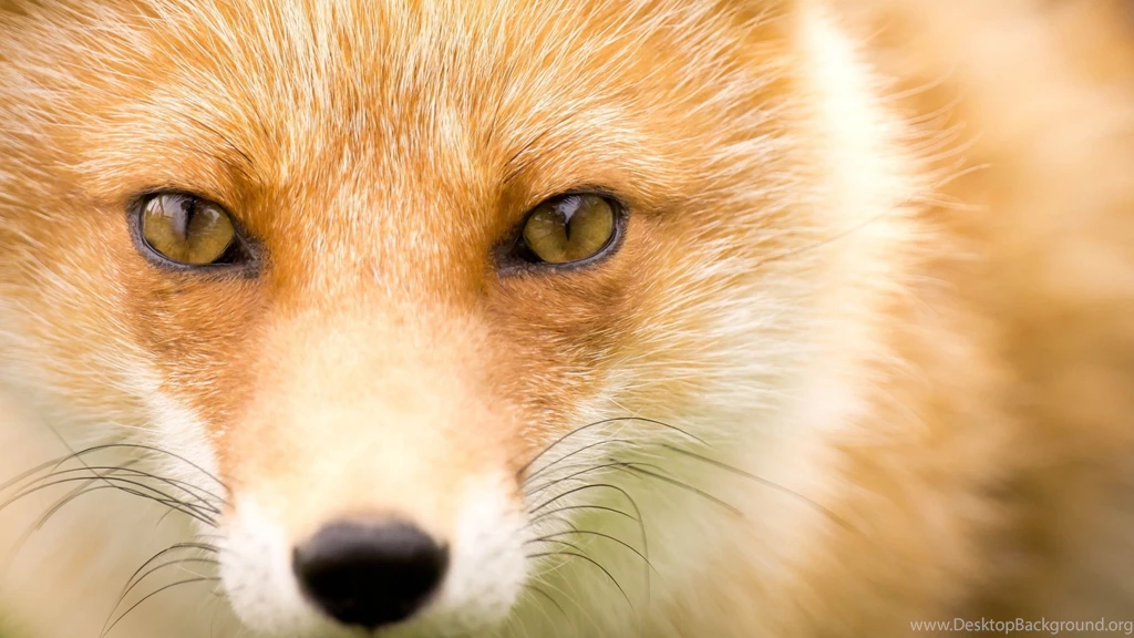 2560x1440 Fox Hd Wallpapers