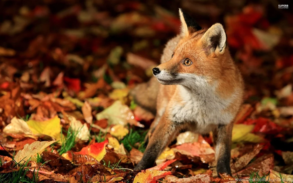 Fox Wallpapers Funny Wallpapers