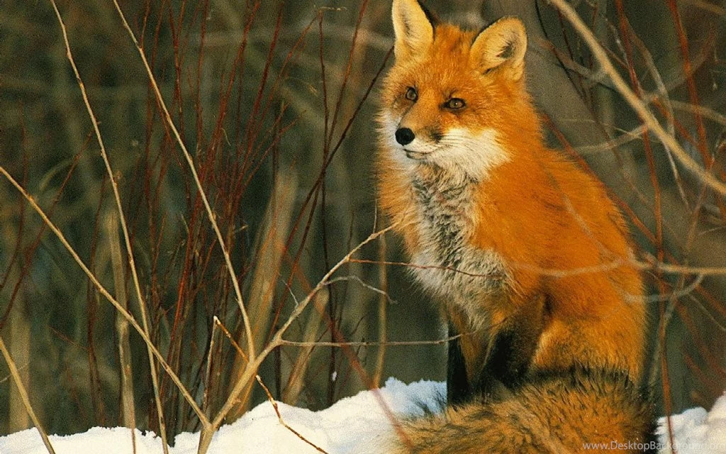 Fox Pictures Hd Wallpapers