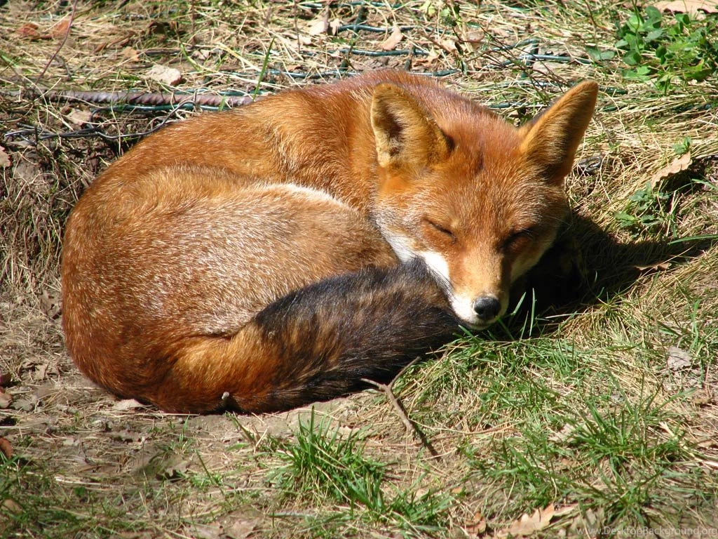 Fox Desktop And Mobile Wallpapers Animals Town