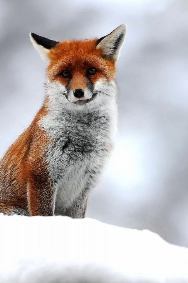 640x960 Cute Small Fox Desktop PC And Mac Wallpapers
