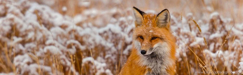 Download Wallpapers 3840x1200 Fox, Grass, Snow, Sit, Hunting Dual ...