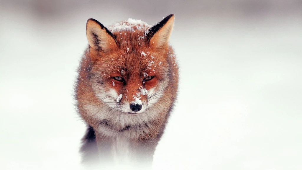 Download Wallpapers 3840x2160 Fox, Snow, Wind, Walking, Hunting 4K ...