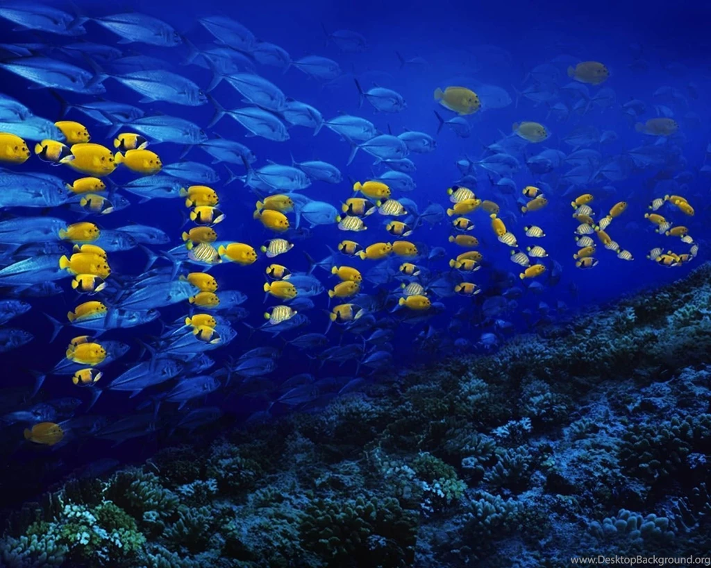 Fish Free Computer Wallpapers.jpg