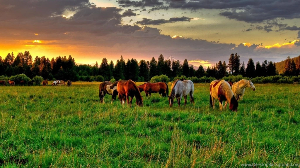 Horses Backgrounds Wallpapers 220042