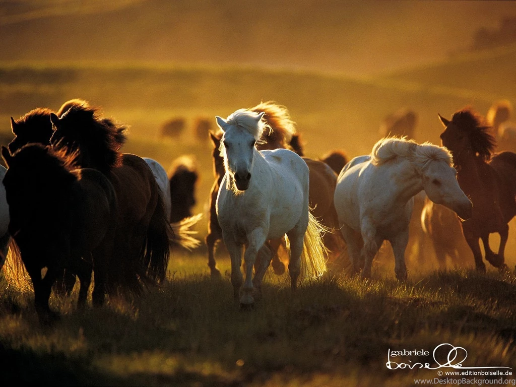 Horses Wallpapers