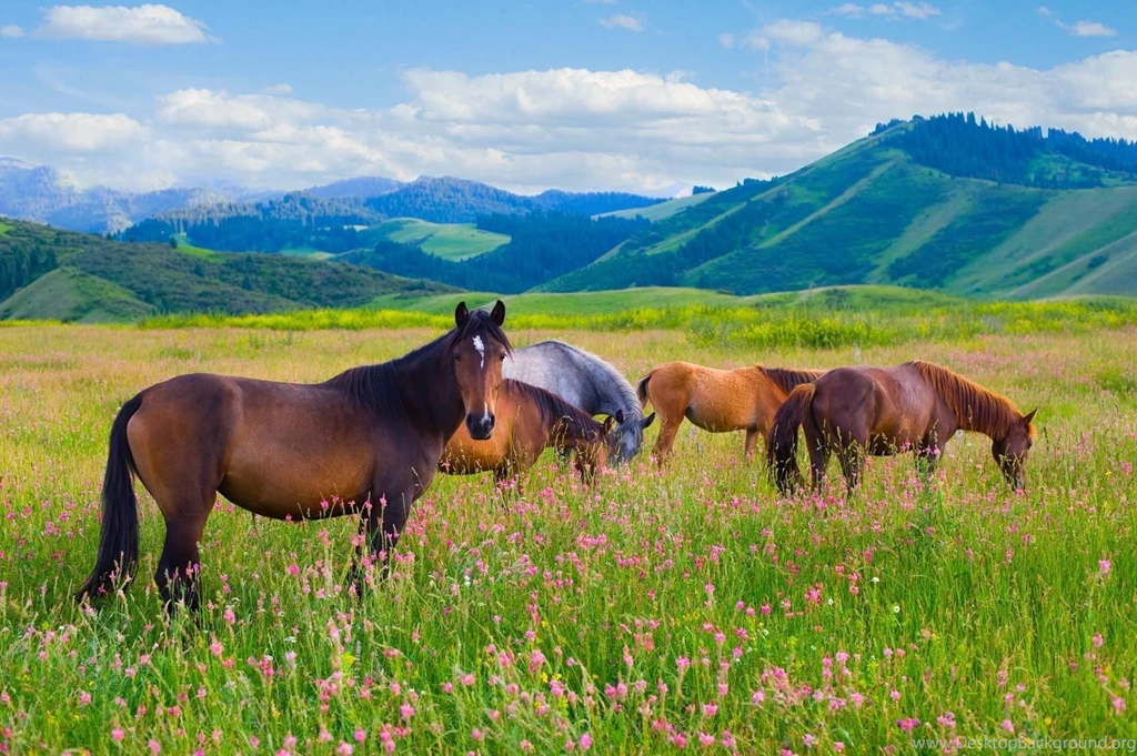 EAAT The Healing Horses Equine Assisted Activities And Therapies