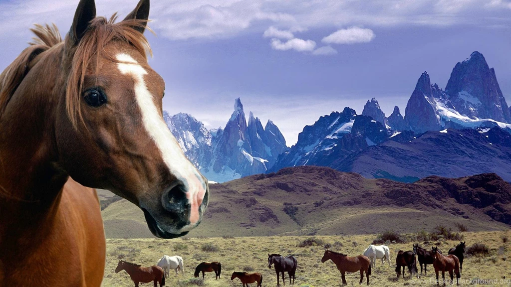 Grassland Horses Desktop Backgrounds Widescreen And HD Backgrounds ...