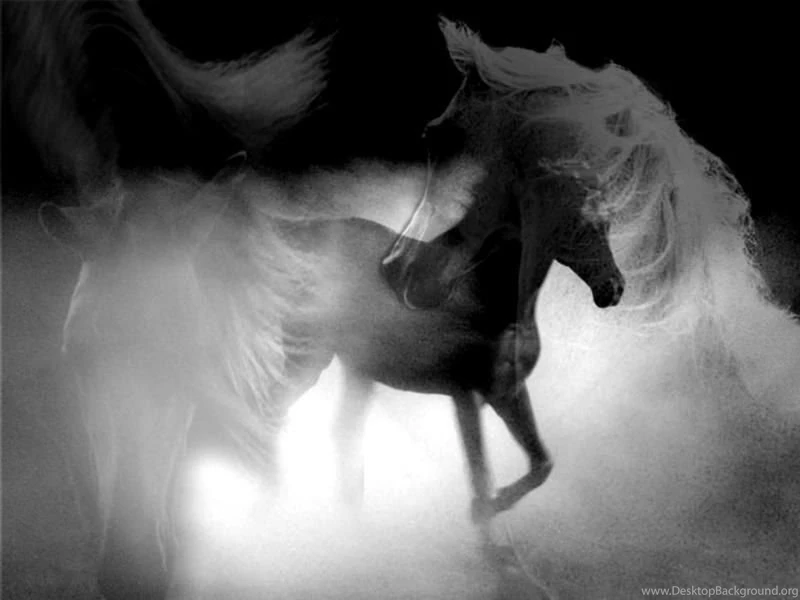 Horses Backgrounds By Mindb0dyands0ul On DeviantArt