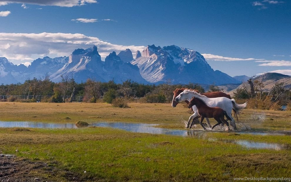 The Run On The Perfect Background. Running Horses Near Torres Del ...