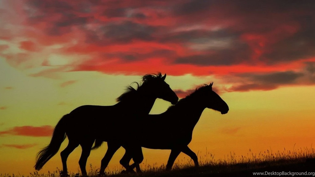 Horses: Dapple Grey Spanish Horse Horses Andalusian Full HD 1080p ...