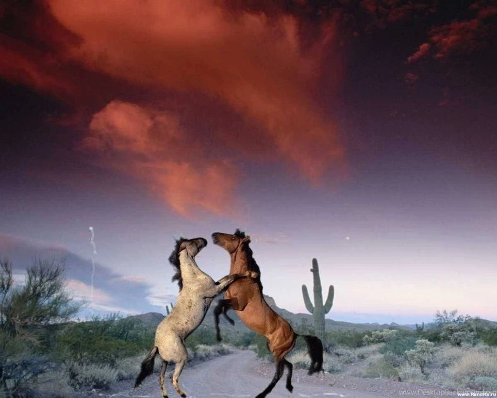 Horses Animal Sunset Cloud Horse 2822 Cshbls Ye Horses Backgrounds ...
