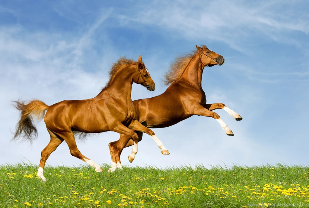 Download Wallpapers Horses, Couple, Nature, Jump, Summer HD Backgrounds