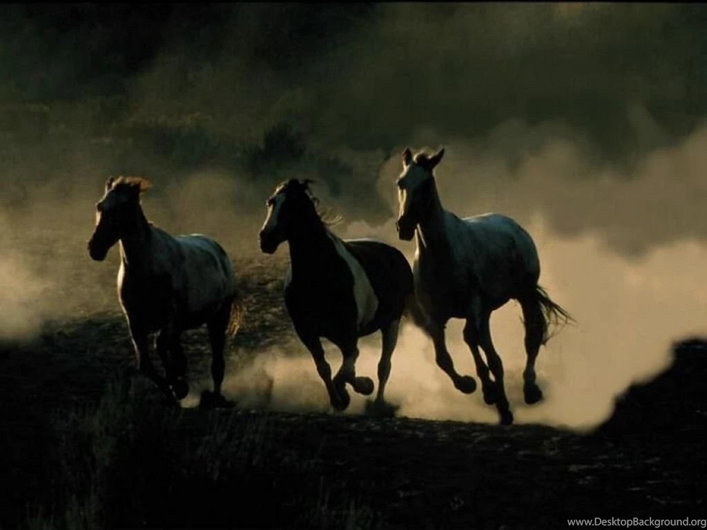 Three Wild Horses Image Backgrounds ANIMALS ANIMALS