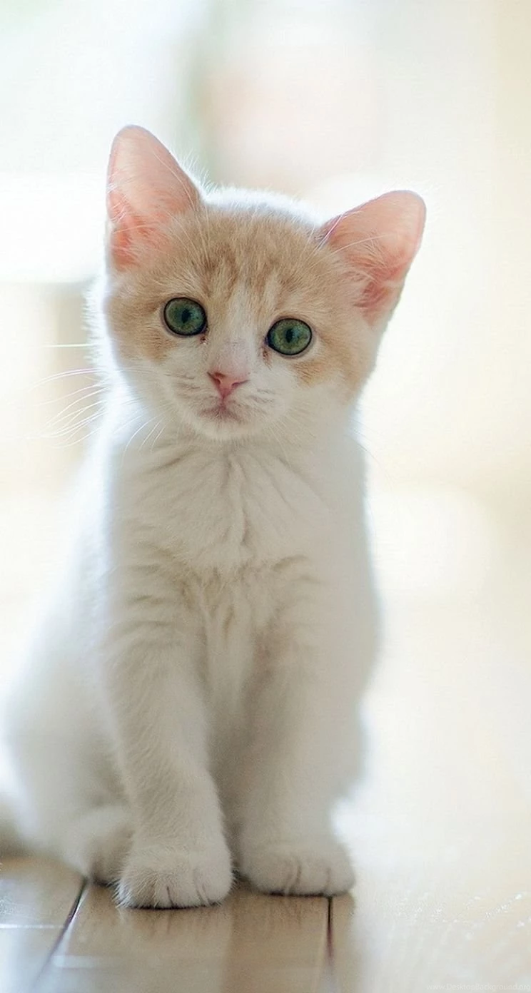 Cat iPhone 5s Wallpapers