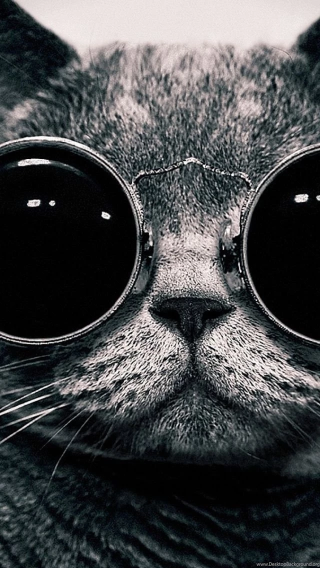 Cat With Sunglasses iPhone 5 Wallpapers