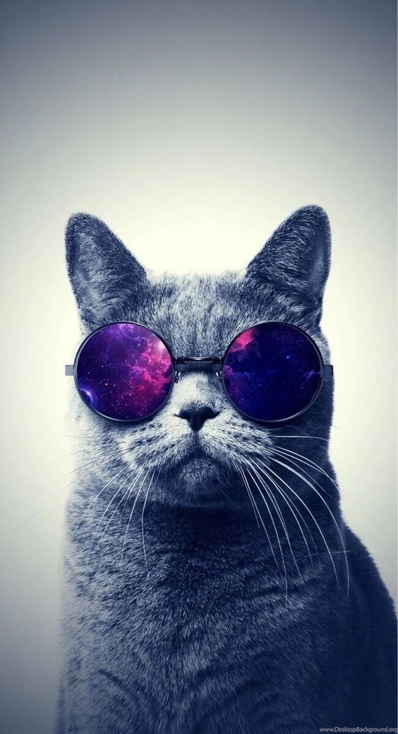 Iphone Wallpapers Cat On Pinterest