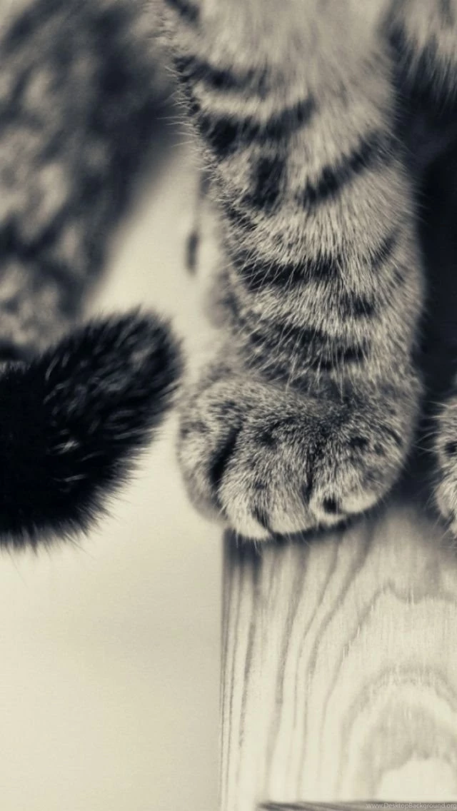 640x1136 Cat Paws Iphone 5 Wallpapers