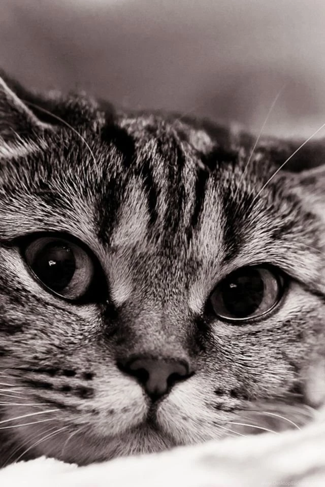 Download Wallpapers 640x960 Cat, Face, Eyes, Black White, Sadness ...