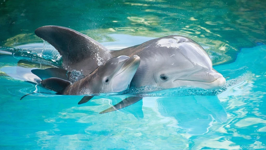 Pink Baby Dolphin Wallpaper.