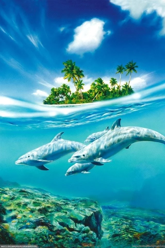 Top Dolphin Iphone Background Images For Pinterest