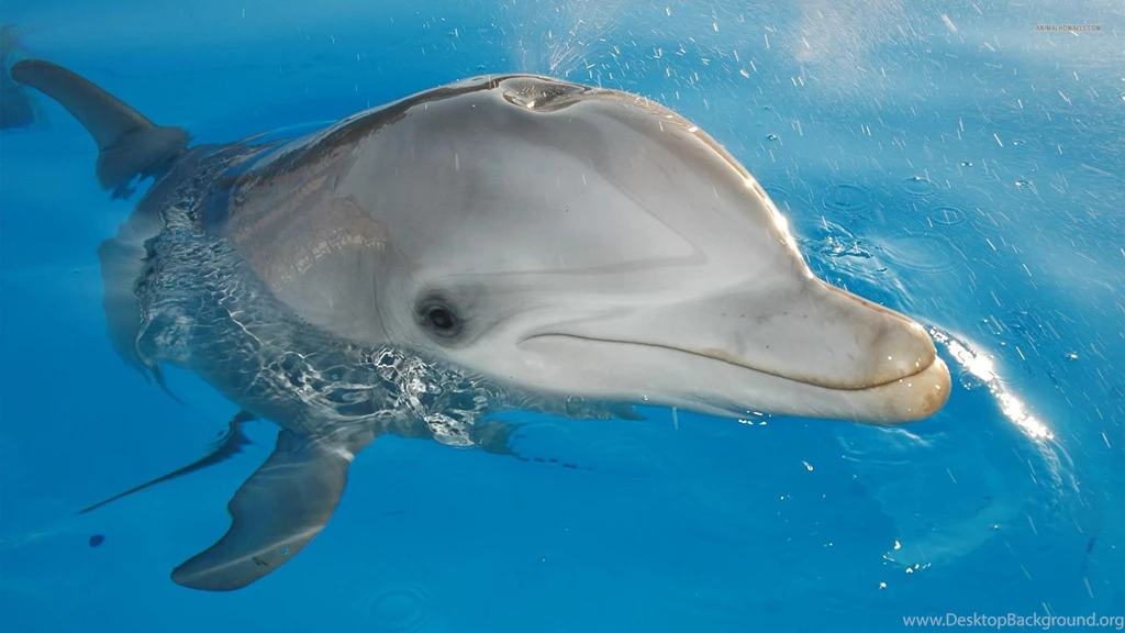 Dolphin background_1.jpg