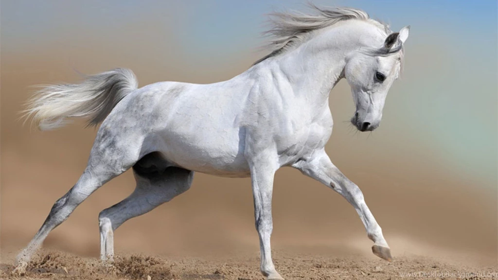 White Horse Wallpapers