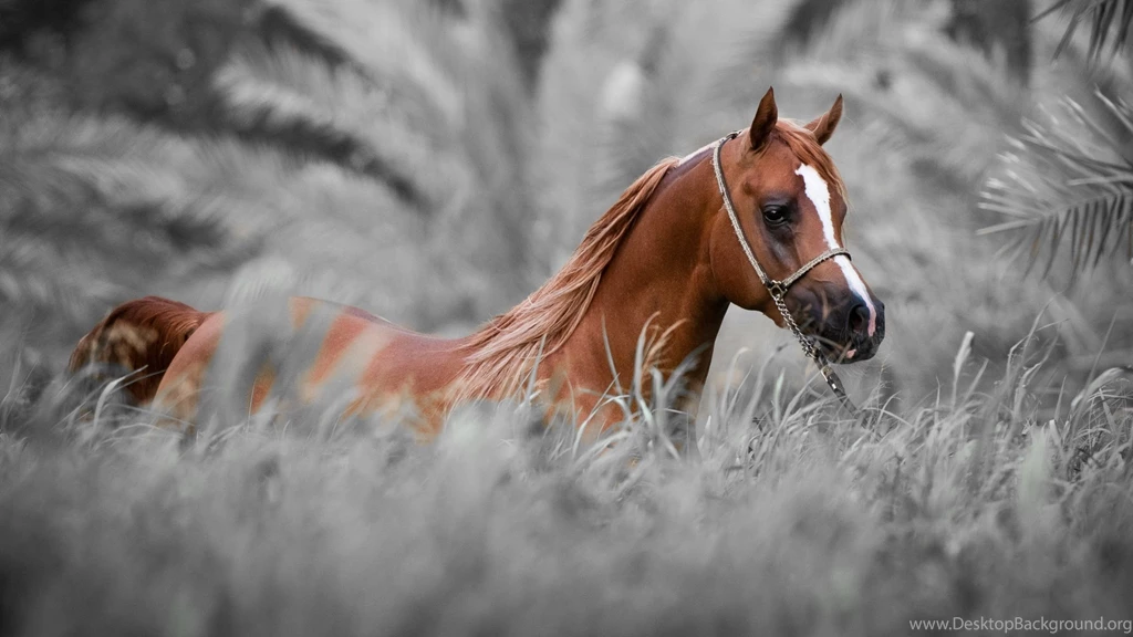 2014 Red Horse Hd Wallpapers