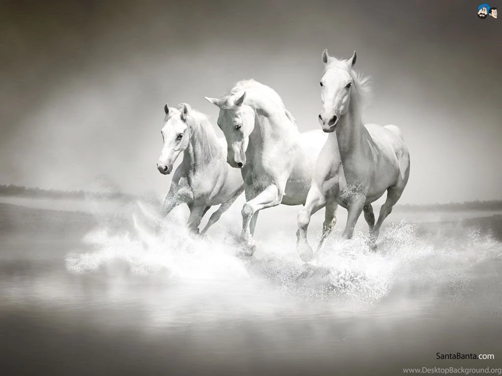 White Horse Wallpapers High Resolution 4984 Hd Wallpapers