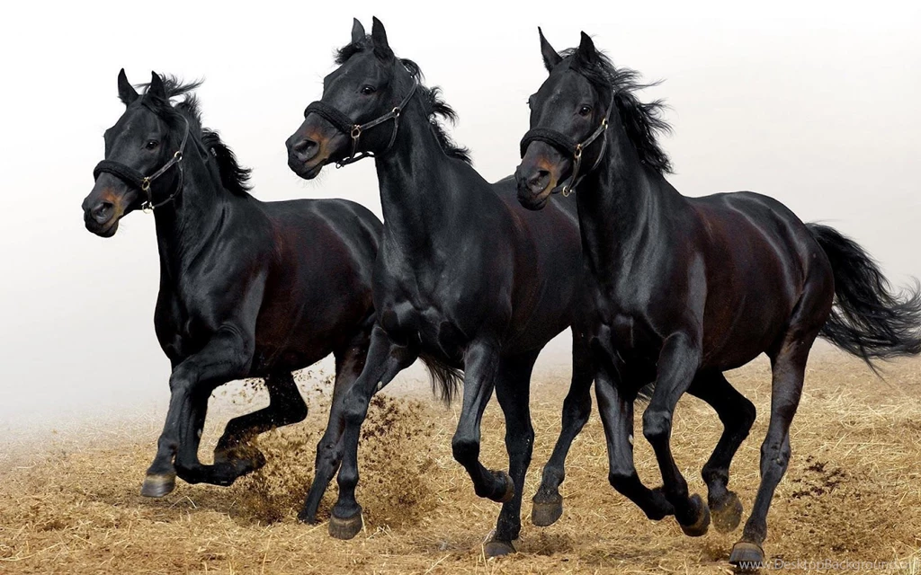 Black Horse Hd Wallpapers