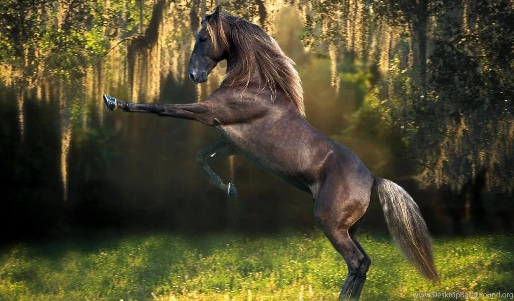 Horse Wallpapers Hd