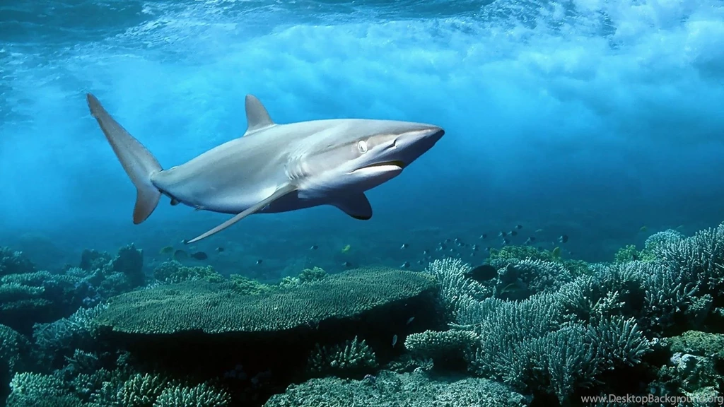 Nature Animals Underwater Hd Wallpapers