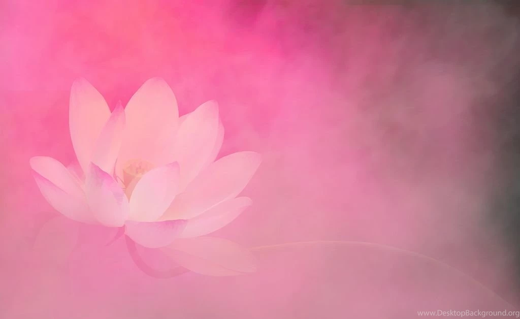 Lotus Flower Surreal Series Pink Backgrounds DD0A1967 1 800 ...