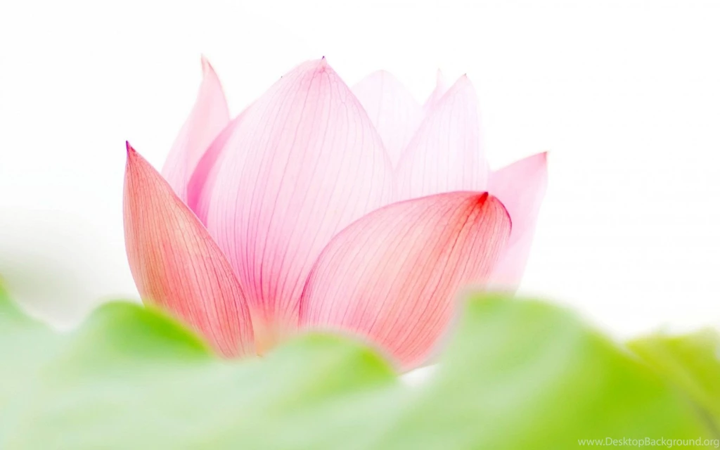 Lotus Flower Pink Backgrounds Wallpapers By Hoantube2014 ...