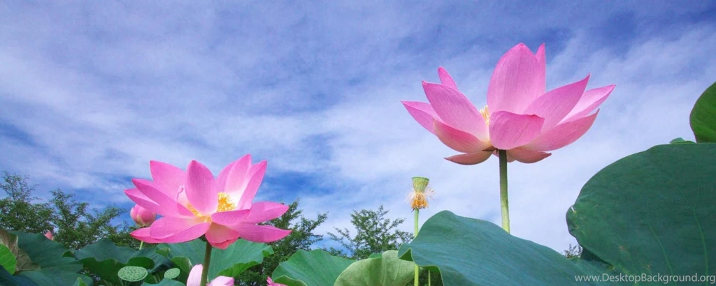 Download Wallpapers 2560x1024 Lotus, Green, Sky, Foliage Dual ...